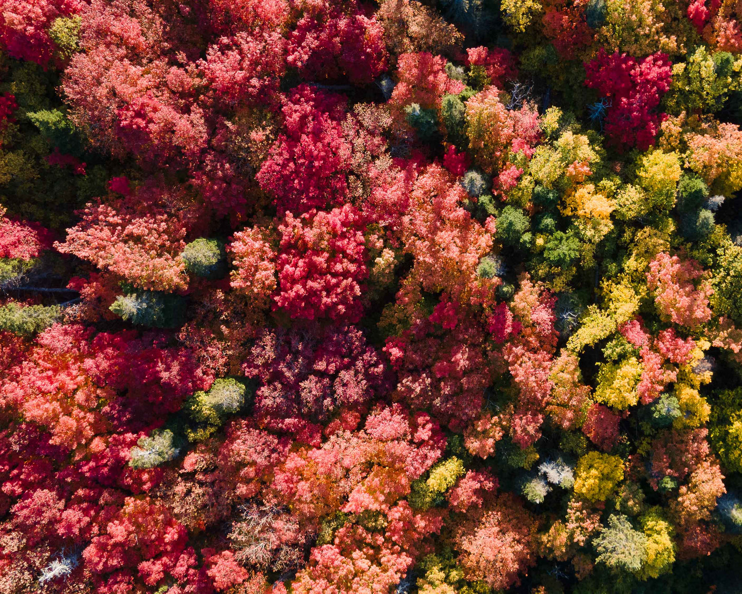 Automne