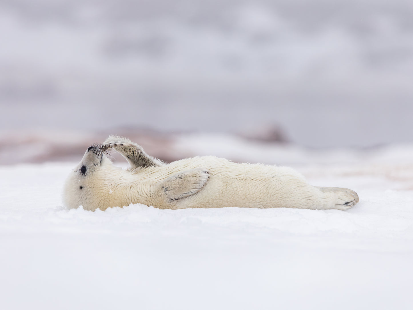 Petit Penseur horizontal