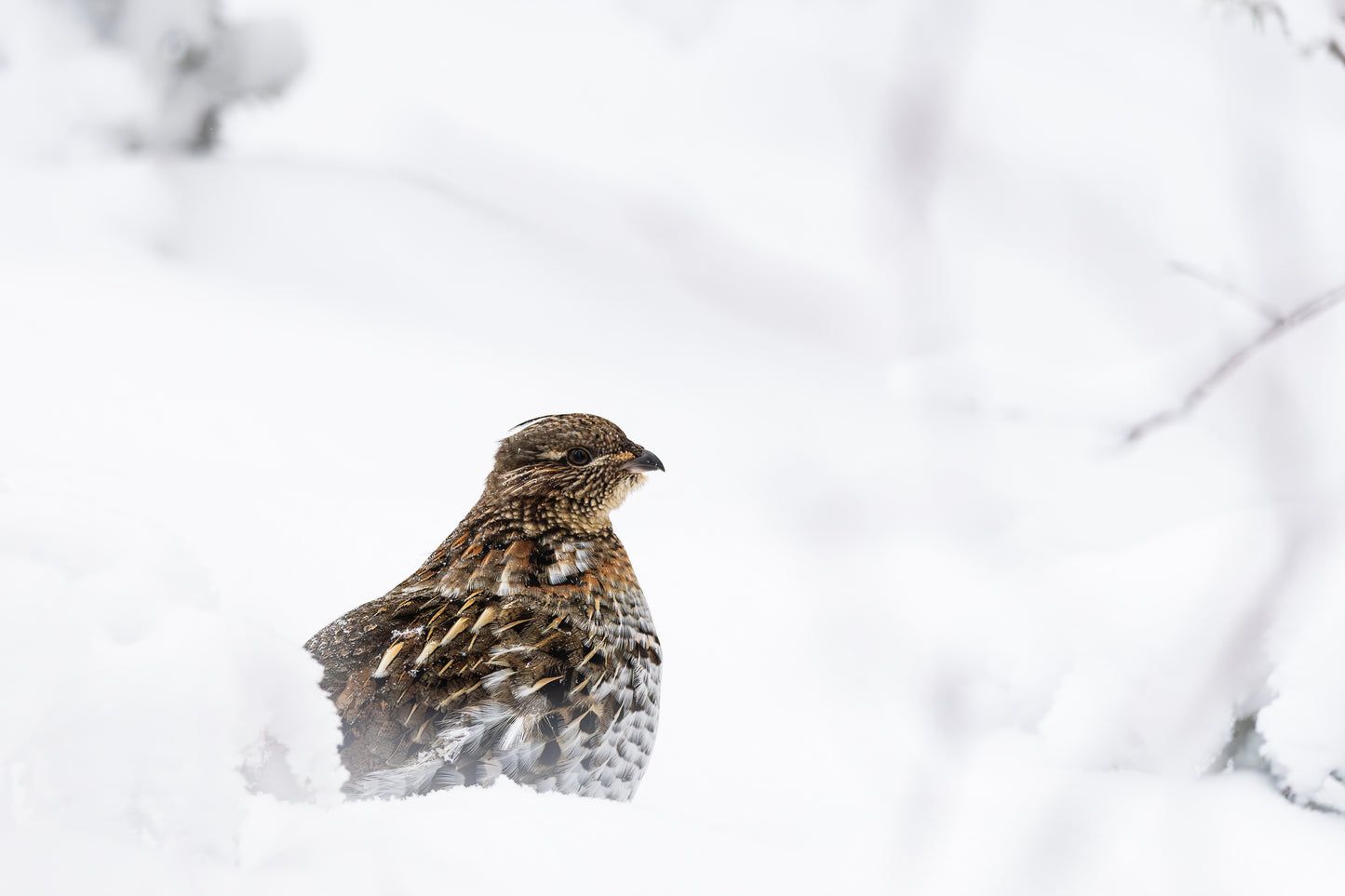 Camouflée dans le calme