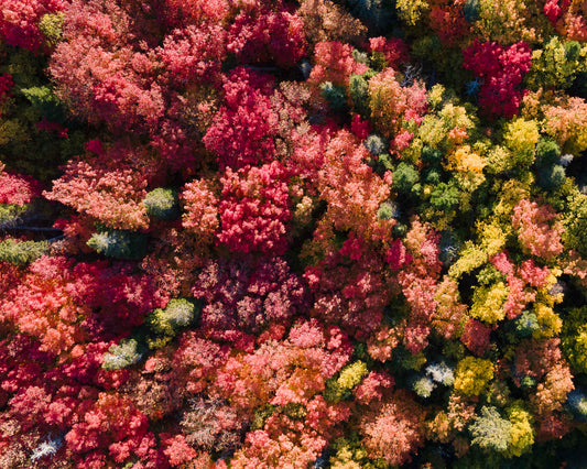 Automne