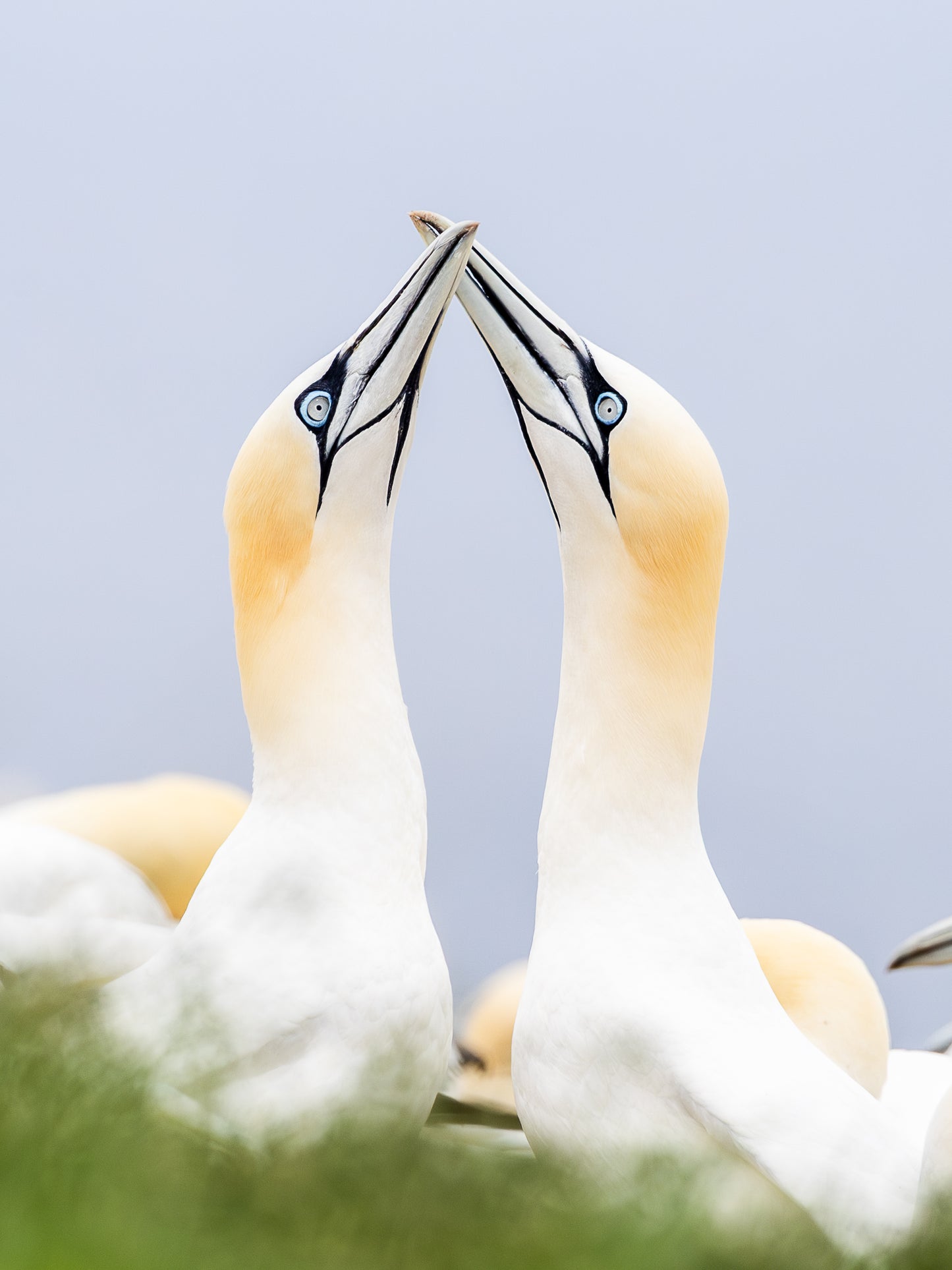 Le baiser du large