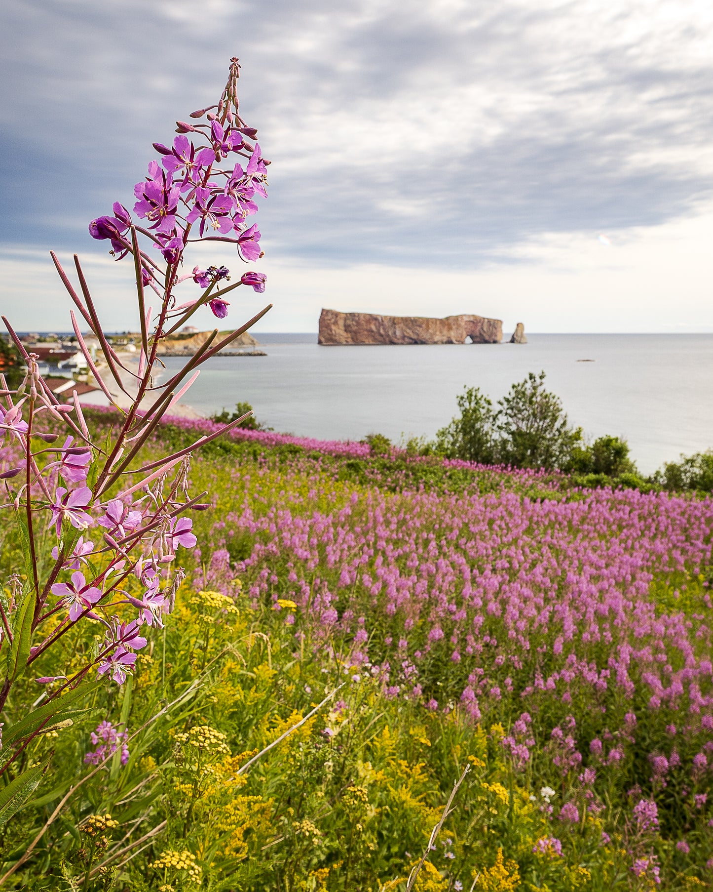 Épilobes et la grosse Roche flou