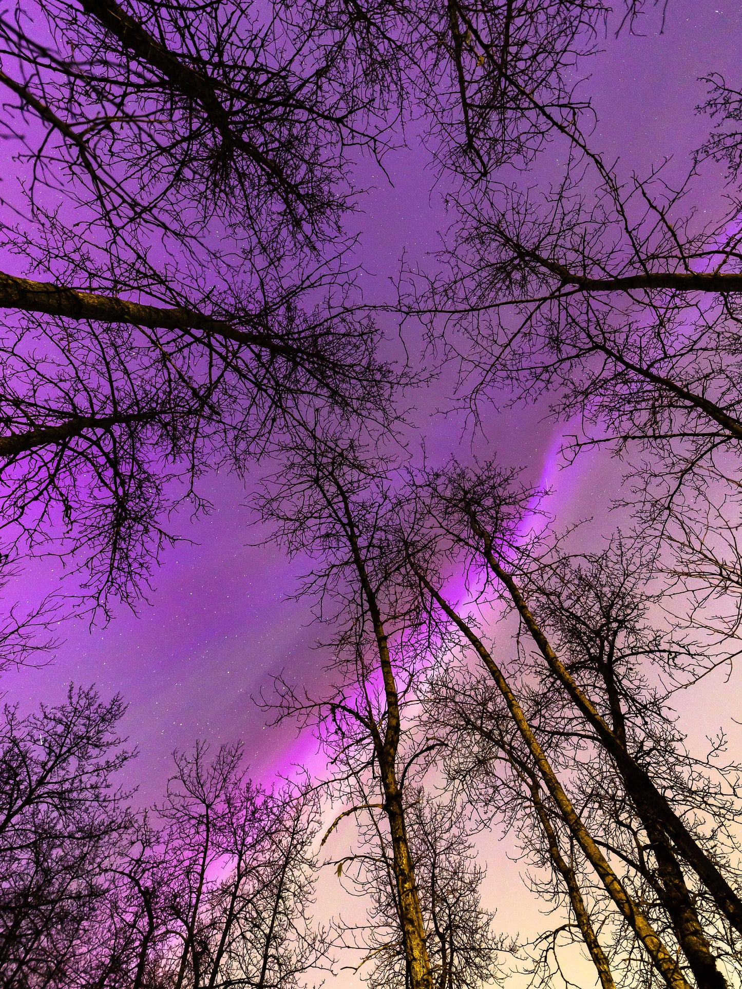 Ciel et Arbres