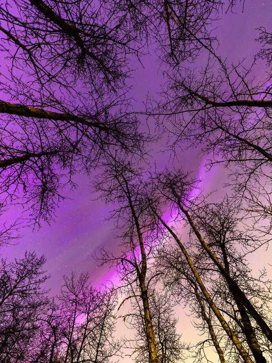 Ciel et Arbres