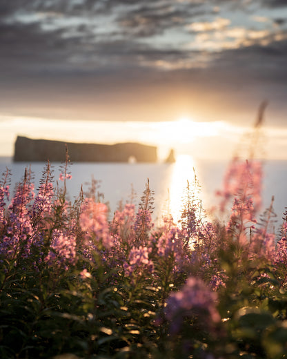 Matin fleuri